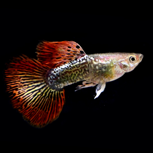 Poecilia ret.   Guppy dragon tail 3,5 cm